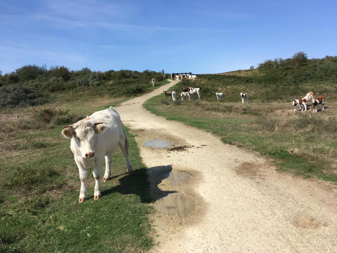 Oostdijk Goedereede